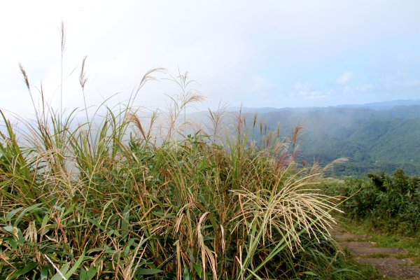 草嶺古道-桃源谷遍野芒花翻飛，飽覽絕美山海奇景！2335607