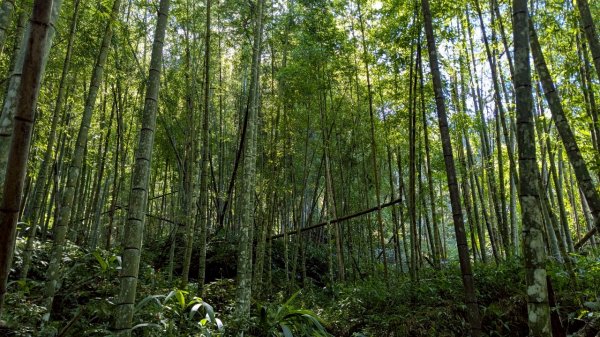 鳳凰山步道（溪頭）2838232