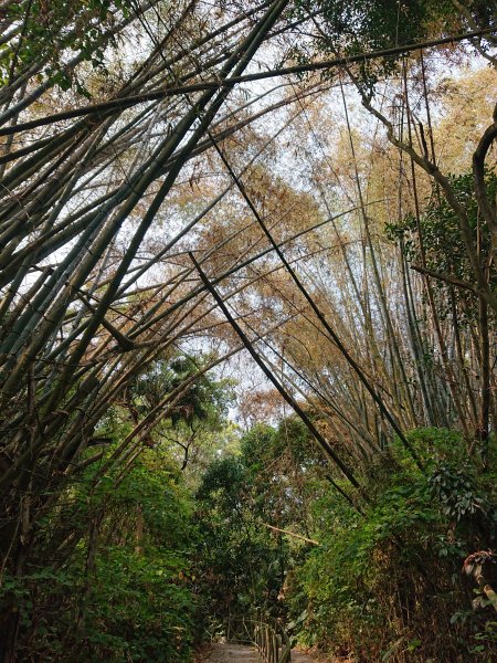 蘭潭後山步道-紅毛埤山之驚喜遇見藍腹鷴2455265