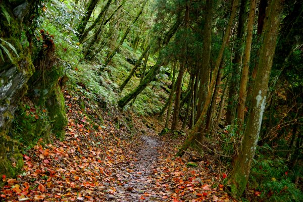檜山巨木森林步道481511