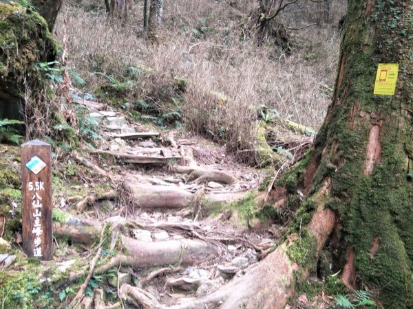 谷關七雄：八唐縱走(八仙山、唐麻丹山)1507614