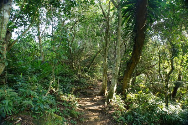 桃園 大溪 新溪洲山、溪洲山、林嵩壽山、內湳溝山、頭寮山3006211