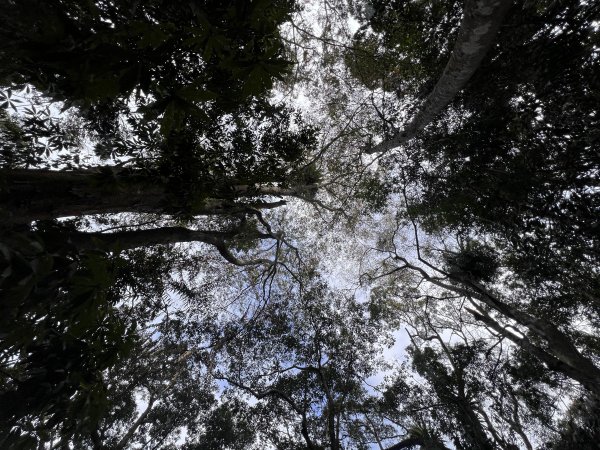 雪山坑環線步道3023319