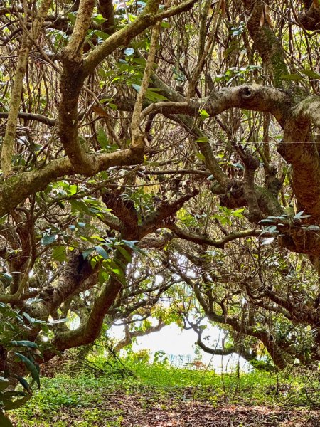 草尾嶺血藤滿山開3018999