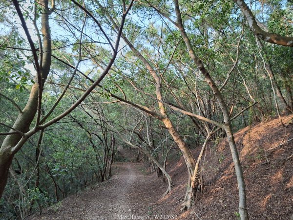 《台中》綠色隧道｜大肚環保公園登山步道O繞202604183038546