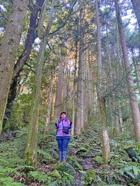 鳶嘴稍來神木、稍來山O型走20209151102464