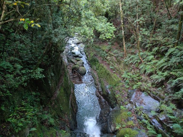 司馬庫斯神木群（西丘斯山、雪白山、東泰野寒山）2203600