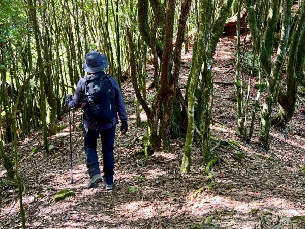 船型山環走大雪山210林道2978051
