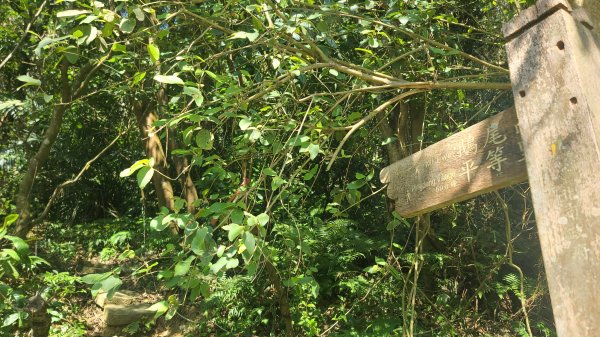 2025-0130溪和宮-大崎頭步道-鵝尾山-平溪步道-鵝尾山水田-42巷-溪山百年古圳-平菁步道2701880