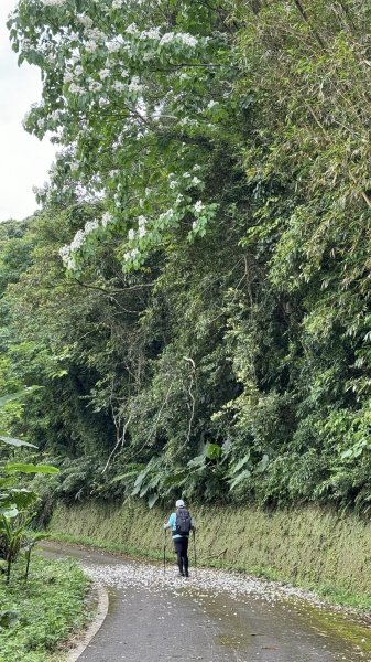 20240429 桃園復興枕頭山薑母島2492282