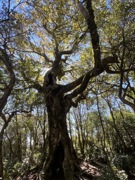 114.11.16 北得拉曼追黃金山毛櫸2937921