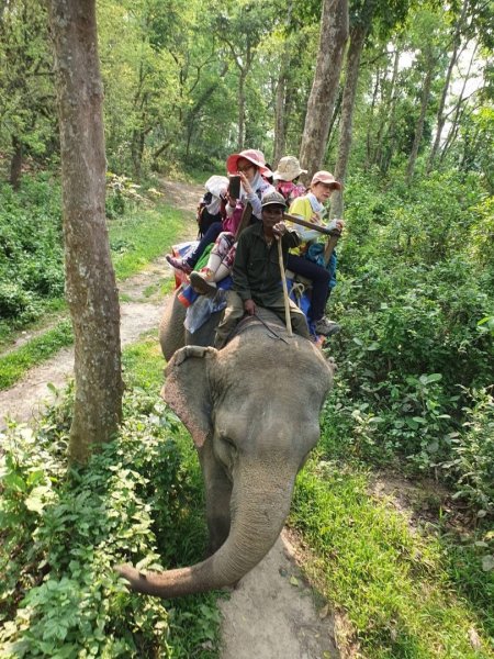 尼泊爾奇旺國家公園4天三夜2790886