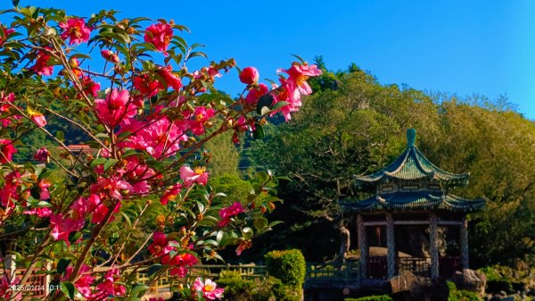 雙溪公園賞花&原住民公園落羽松&故宮1/142689945