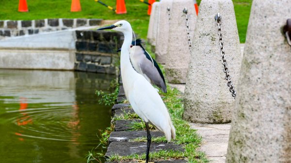 白石湖沒有百合花。晶片關稅2781552