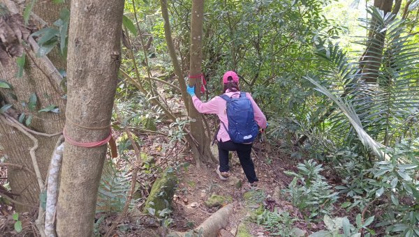 (姨婆趴趴走)第四十六集:新竹關西赤柯山及南峰、東西獅頭山、馬福山環狀縱走2685805