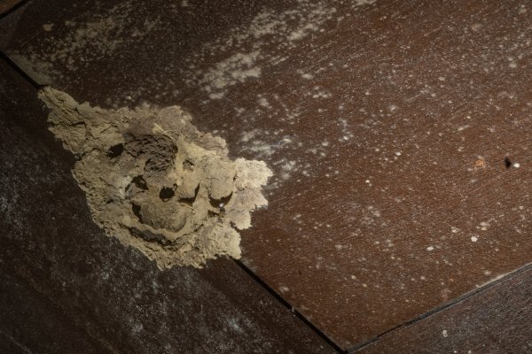 馬胎古道 （馬胎一期、南坪古道、內灣老街）3073776