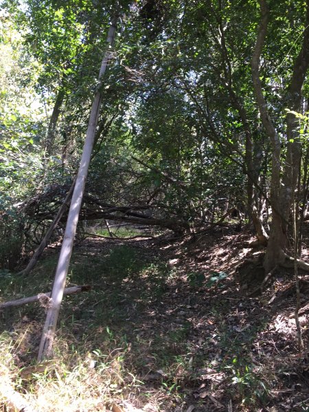 20220305高雄兔和山1633580