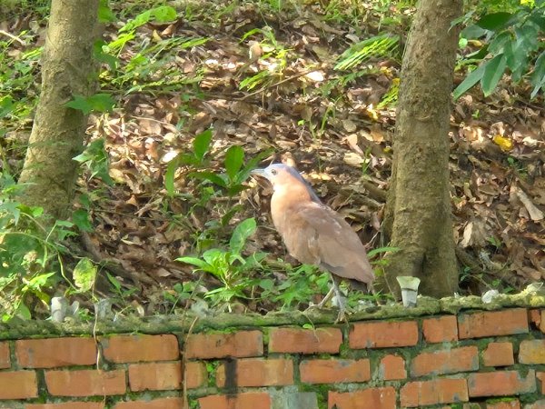 虎頭埤環湖步道（新化虎頭山）2890927