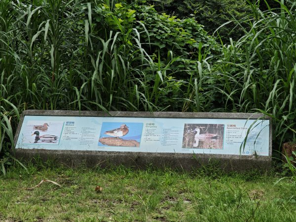 [跟著2025雙北世壯運探索雙北市-1/21] 2025_0607 飛盤競技道（華江雁鴨河濱步道）2807813