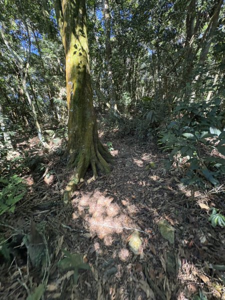 20251116鳴海山、網子山登山步道2938362