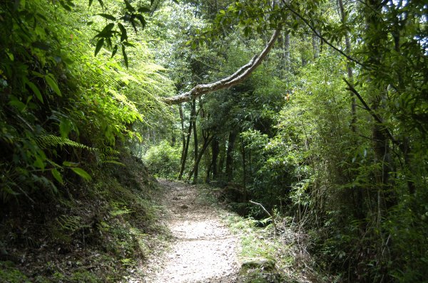 2004_0606_雪山神木與稍來山2072895