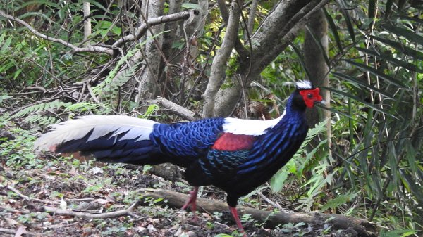雲山水花鳥蝶-天龍國阿伯的日常6/22801945