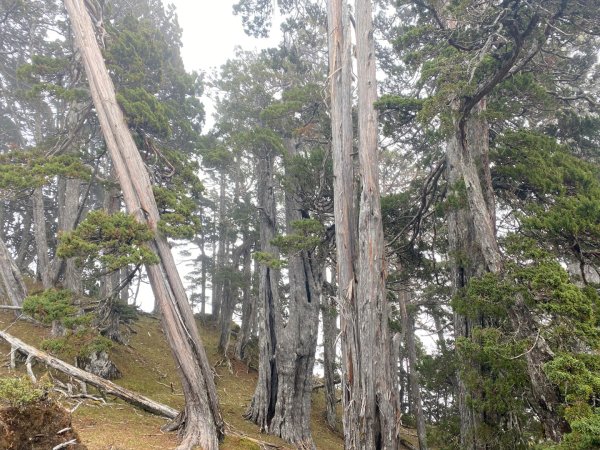 啟動高山度假模式~金牌三小隊之馬博橫斷8日2964949