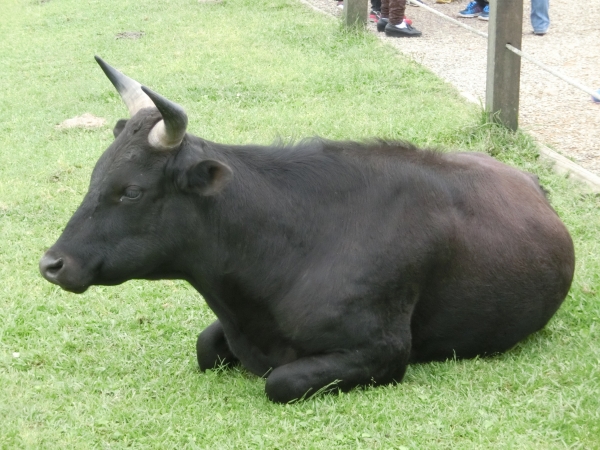 絹絲瀑布．擎天崗93943