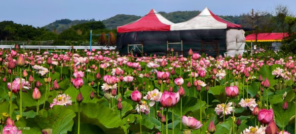 金山清水濕地 5/31 #牡丹蓮 #香水蓮2799987