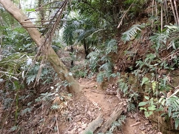 寶山鄉寶山水庫(寶山東峰+中峰+中西峰+西峰+西北峰)+尖山O型3012559