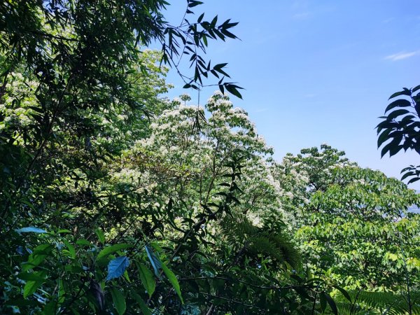 鳶山-小百岳#19-新北市三峽區2246875