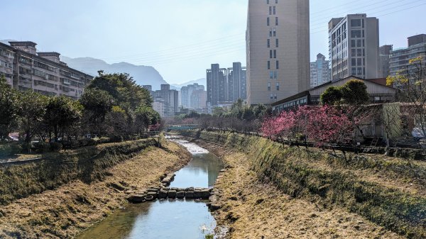 汐止康誥坑溪櫻花2405567