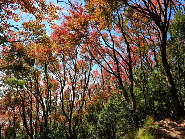 鳶嘴稍來山之楓紅／雲海2974071