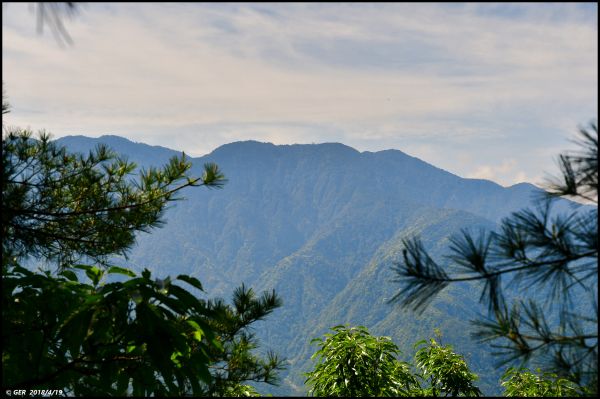 波津加山頂的玉山杜鵑開花了！315721