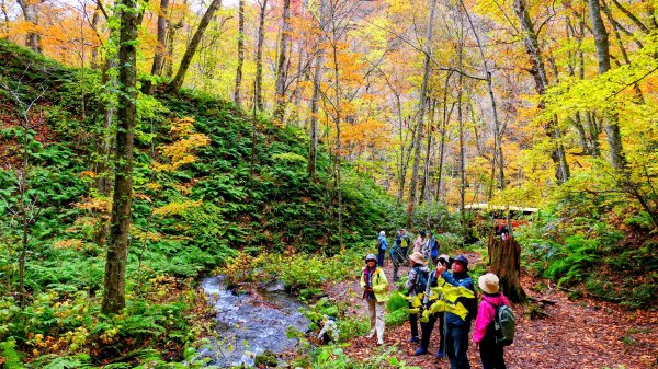 青森縣奧入瀨溪2929975