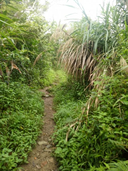 普悠瑪都蘭山1895366