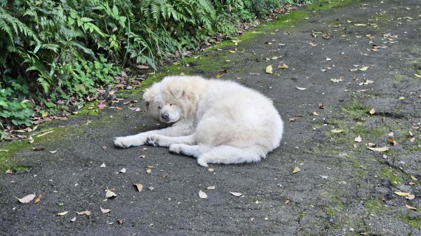 20260223石雲橋-元德寶宮賞櫻-大棟山3004790