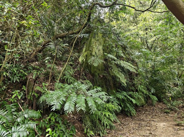 [微笑山線_第三段] 2026_0725 新北桃園登山步道_大湖之森步道3101678