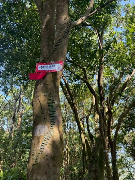 20250502 安坑七山2775099