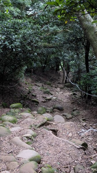 飛鳳山步道3118564
