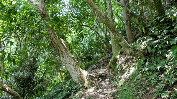 福山部落,內洞森遊區2552439