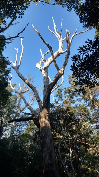 2020.03.08塔曼山874926