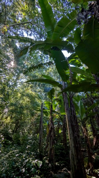 鳳凰山步道（溪頭）2838238
