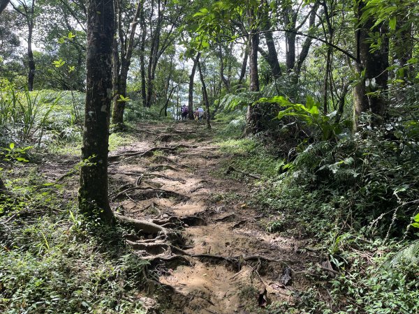 [微笑山線_第十二段] 2025_0803 五分山系_嶺腳寮山2851330