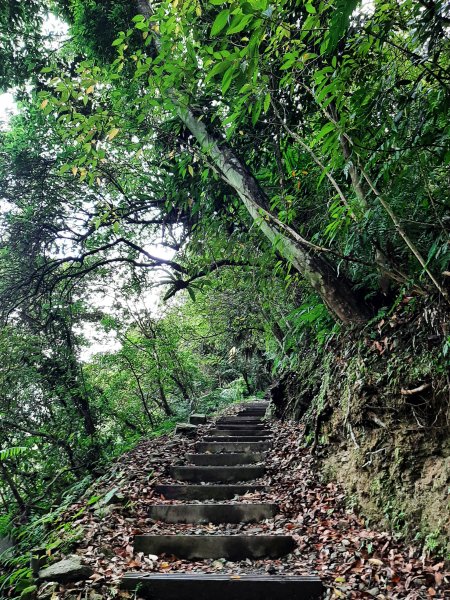 百大必訪步道 蕨類天堂 森林癒1823934