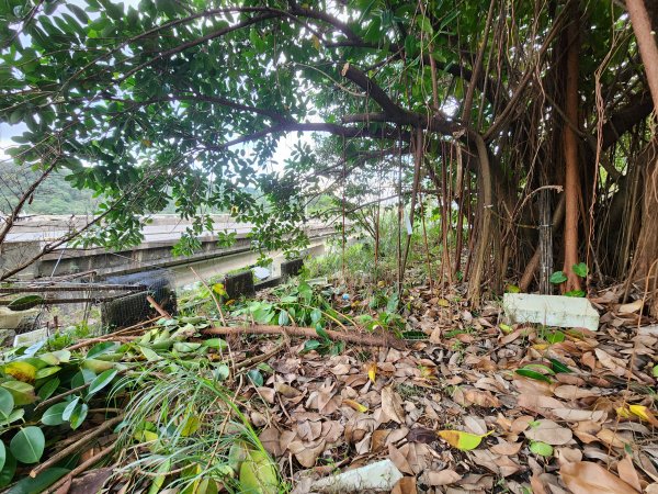 20241229界寮縱走下汐止2721700