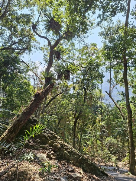 《台中》巨人之手｜雪山坑環線步道202603223021471