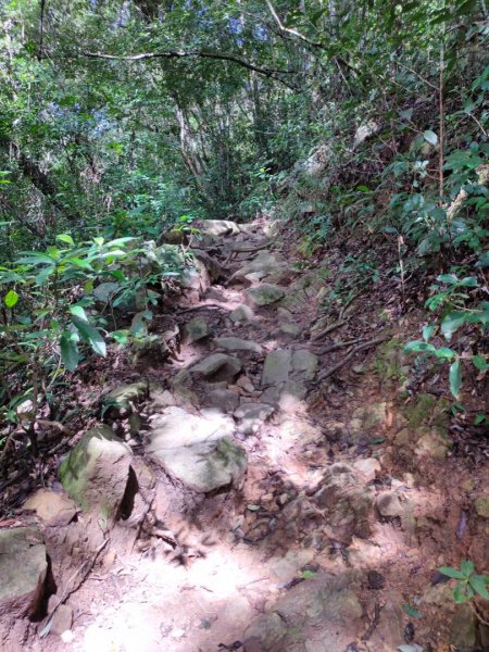 步道巡訪員 l 東卯山與老獵人的對話-第八話1120500