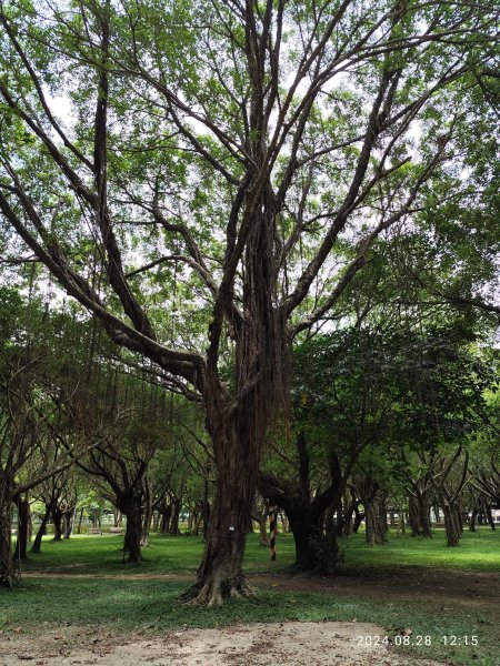 大安森林公園、港墘公園、大港墘公園【走路趣尋寶】【臺北健走趣】2582382