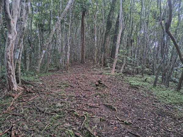 小百岳集起來月眉山步道3113068